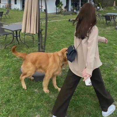 河狸变身计划